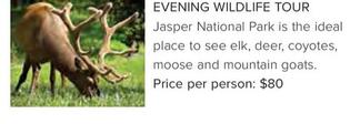 Evening Wildlife Tour offers at $80 in Flight Centre