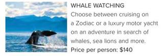 Whale Watching offers at $140 in Flight Centre