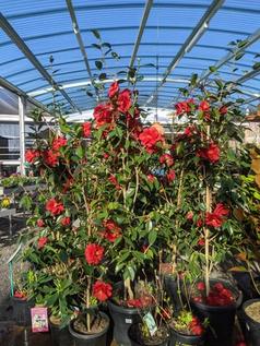 Camellia offers in Welby Garden Centre