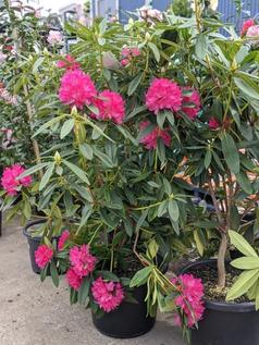 Rhododendron offers in Welby Garden Centre