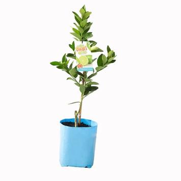Citrus Dwarf Lime Tahitian 5l/20cm offers at $59.98 in Honeysuckle Garden