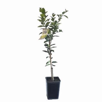 Citrus Lime Tahitian 12l/20cm offers at $59.98 in Honeysuckle Garden