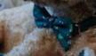 Buddy & Belle - Bow Tie Ocean Speckle offers at $6.97 in Best Friends Pets