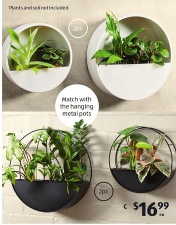 Wall Planter 2pc offers at $16.99 in ALDI