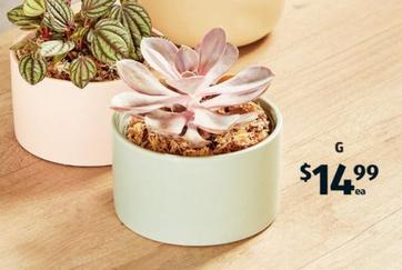 Plant With Ceramic Pot offers at $14.99 in ALDI