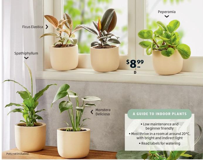 Indoor Plants offers at $8.99 in ALDI