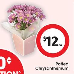 Potted Chrysanthemum offers at $12 in Coles