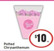 Potted Chrysanthemum offers at $10 in IGA