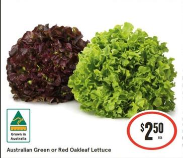 Australian Green Or Red Oakleaf Lettuce offers at $2.5 in IGA