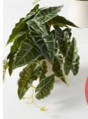 Artificial Alocasia in Pot offers at $6 in Kmart