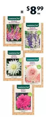 Gardenline - Dahlia Or Gladioli Packet Bulbs offers at $8.99 in ALDI