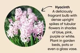 Hyacinth offers in Bunnings Warehouse