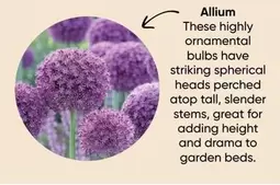 These Highly Ornamental Bulbs Have Striking Spherical Heads Perched Atop Tall, Slender Stems offers in Bunnings Warehouse