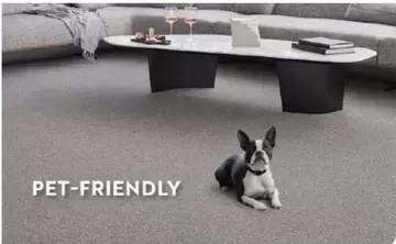 Pet-friendly offers in Carpet Court