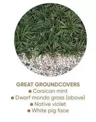 Great Groundcovers offers in Bunnings Warehouse